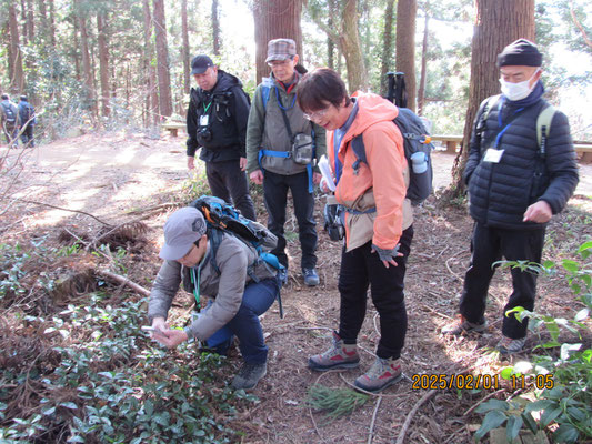 自然観察：赤い実をつけている十両