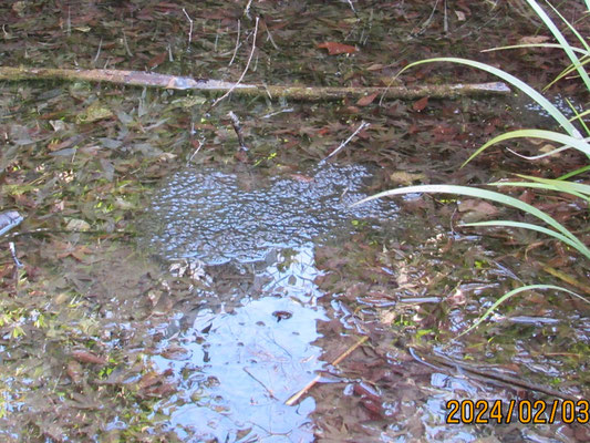カエルの卵：暦の上でも春が来ないうちに清滝の池にヤマアカガエルが産卵