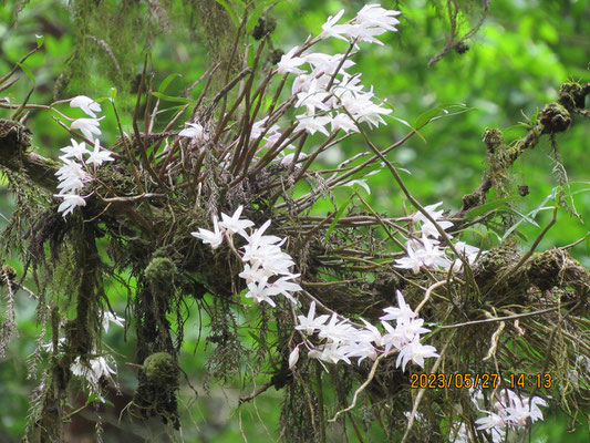 存在感たっぷりのセッコクの花