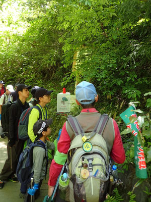 観察：コマユミの花は黄緑色で地味です