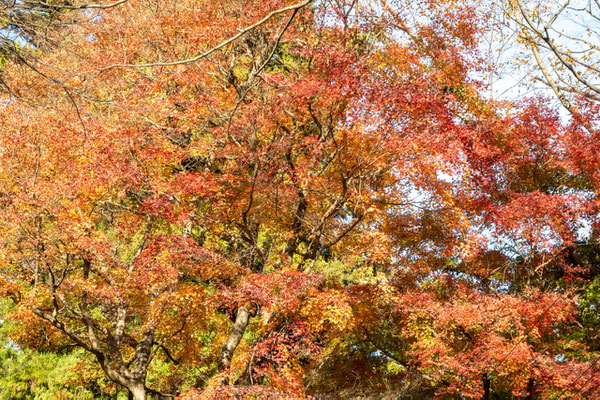 紅葉：有喜苑のモミジ