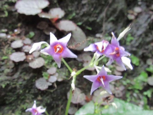 イワタバコの花：紫色の花で内部は橙色、花弁は5裂して反り返る