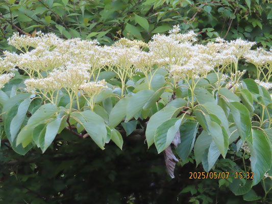 ミズキの花