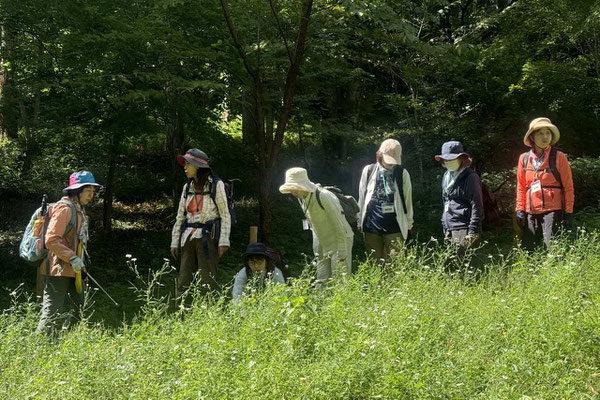 ユウガギクが広がるお花畑