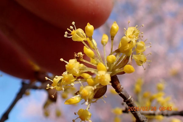 一つの花芽から10個以上花が咲くサンシュユ