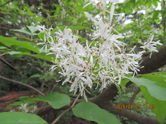 白くて細い花弁のマルバアオダの花