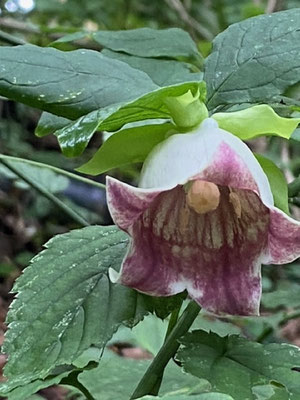 ツルニンジン：別名ジイソブ、大きな釣鐘型の花〔久保さん撮影〕