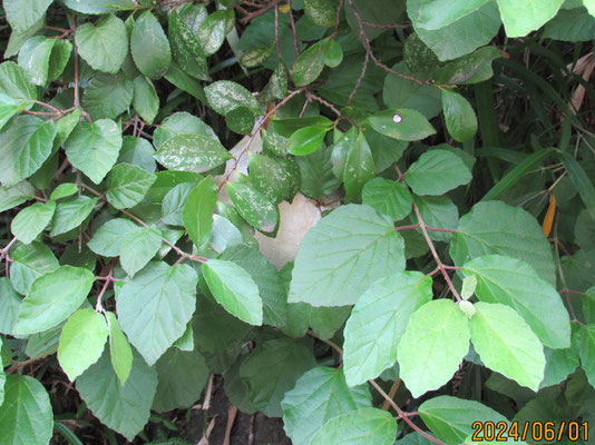 蛙の卵：池の周りの茂みに産み付けられたモリアオガエルの卵塊