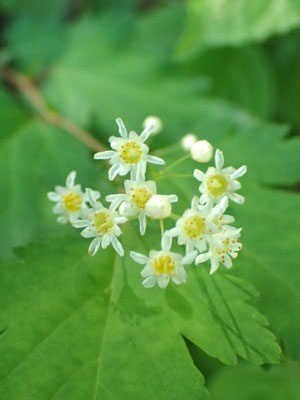 初夏の花５：ウツギの名を持つがバラ科のコゴメウツギ
