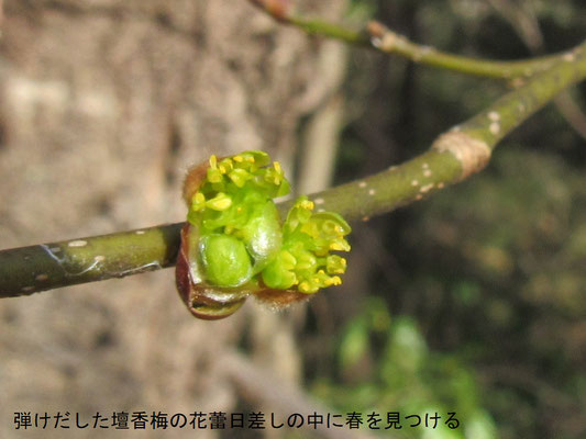 ダンコウバイ：丸い花芽が弾けて黄色い花が咲き出します