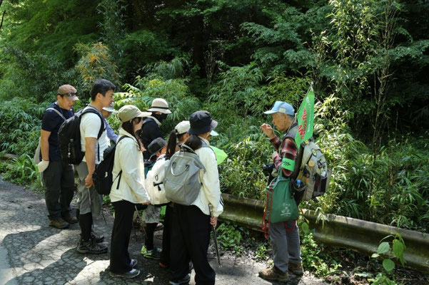 自然観察：棹が四角い「シホウチク」です