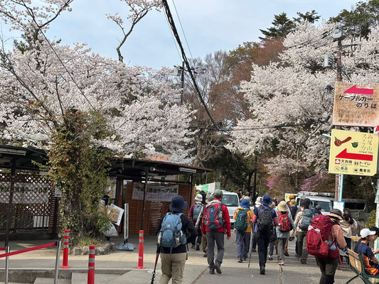 桜満開の中、ゴール
