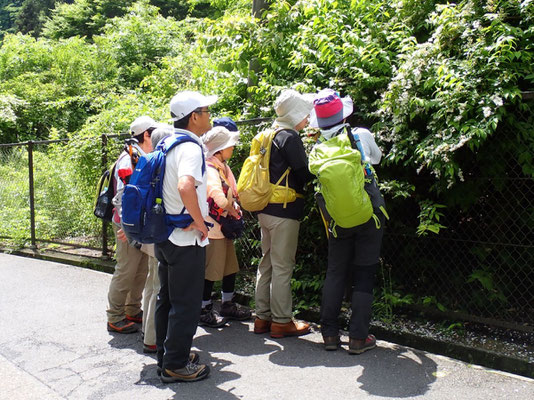 自然観察③：ウノハナは枝の中が空洞で空木（ウツギ）です