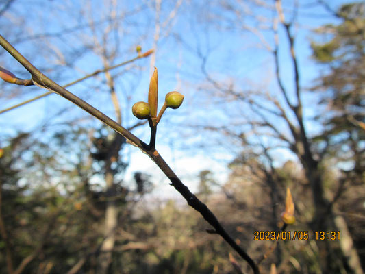 自然：丸い花芽ととんがり葉芽のクロモジの冬芽