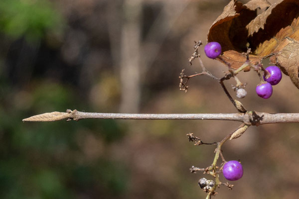 観察した紫色の実：ヤブムラサキの実と冬芽です