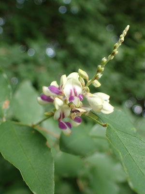 秋の花１：キハギ