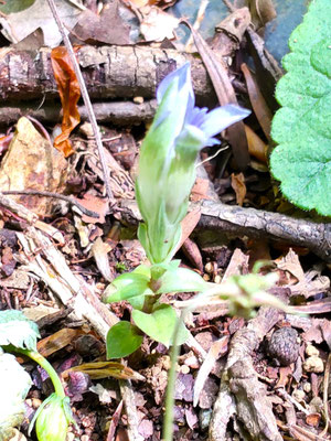 初夏の花３：日が差すと花を開くフデリンドウ