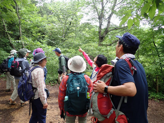 ヤマボウシ、テイカカズラの説明