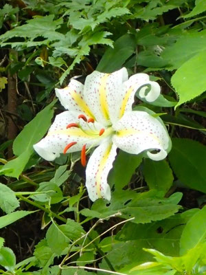夏の花２：大輪で香りが強いヤマユリ
