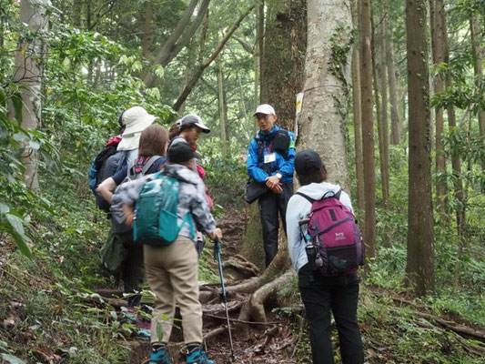 登山道に入ると一気に山深い雰囲気に