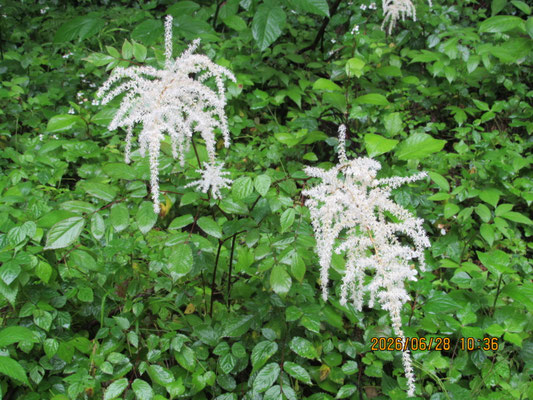 観察した自然④：根や地面近くの茎が赤いアカショウマ