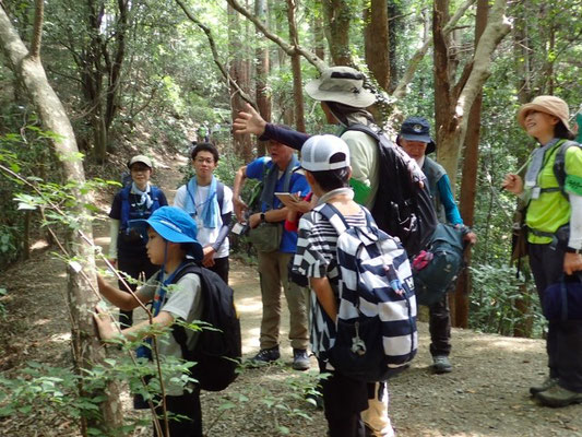 自然観察２：稲荷山は樹木が多いコースです