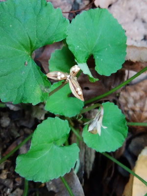 秋の菫：アオイスミレの白い種と閉鎖花
