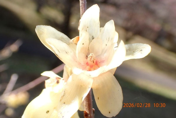 花の内部まで黄色い素心蠟梅