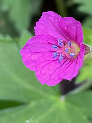 紅花のゲンノショウコ：関西に多い紅花、関東は白花が多い〔久保さん撮影〕