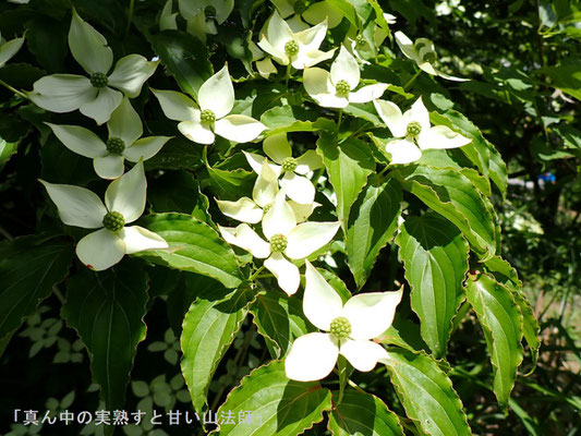 ヤマボウシの花：４枚の白い花びらは総苞、実は熟すと甘い