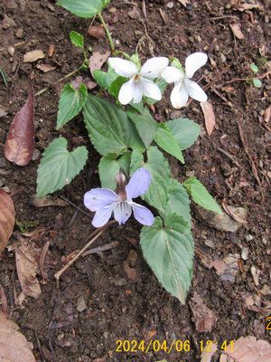 春の花：色違いのナガバノスミレサイシン