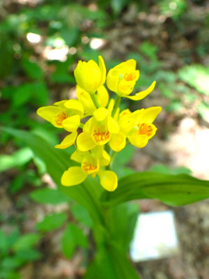 初夏の花２：中のオレンジ色が艶めかしいキンラン