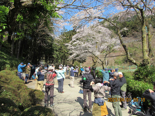 開会式：満開の桜の下でコース説明の後準備体操