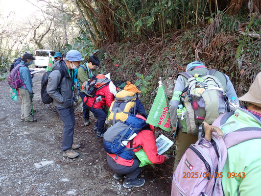 自然観察：タカオスミレを観察中