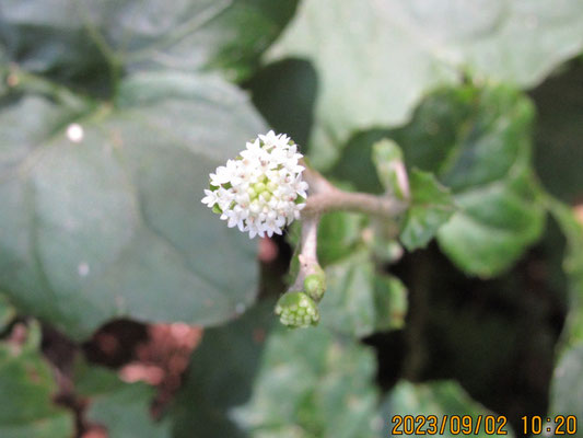 秋の花その3：写真に撮りにくいノブキの花