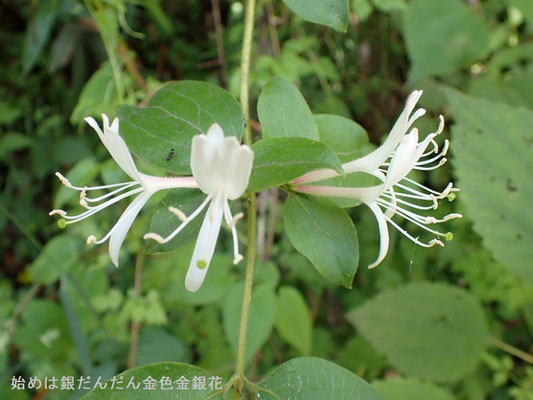 香りの良い花：咲き始めは銀、だんだん金色に変わるスイカズラ
