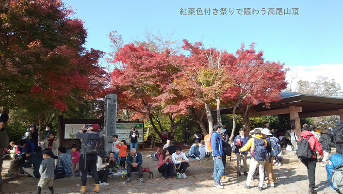 紅葉その③：高尾山頂のカエデ