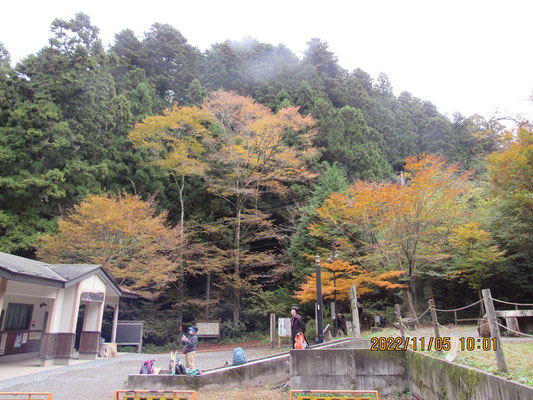 秋の景色その②：日影キャンプ場のケヤキとカエデ