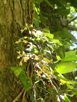 初夏の花１：カヤランが小さな花をつけています