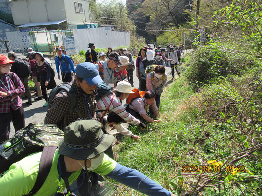 自然観察：ニリンソウが咲いています