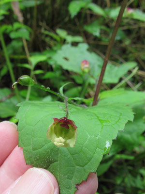 ５月に花をつけるのでサツキヒナノウスツボ