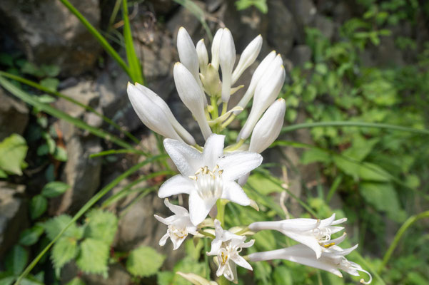 オオバギボウシの花：橋の欄干の擬宝珠に形が似ている