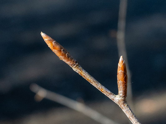 とんがり坊主の冬芽：ブナの冬芽は細長く尖がっています