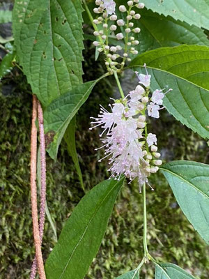 シモバシラ：真っ白ではなく薄いピンク色〔久保さん撮影〕