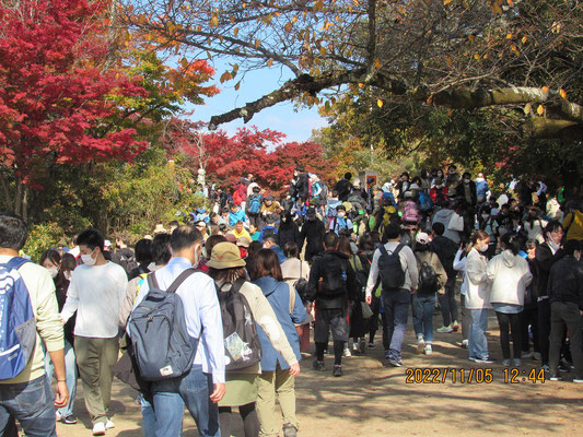 紅葉その②：高尾山頂のカエデとコナラ