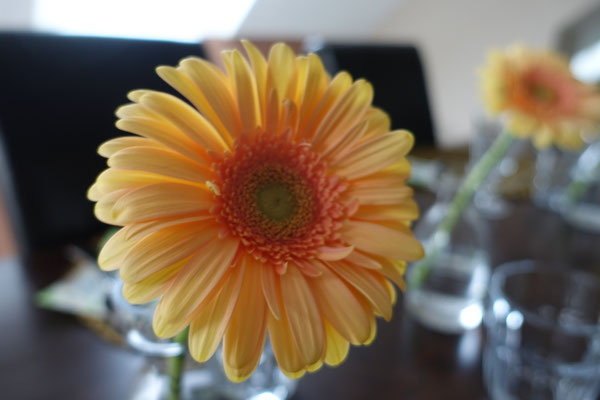 Mädchenvöllerei Pi mal Butter - Gerbera Blume