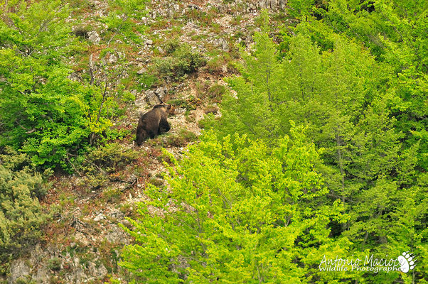 Un orso Marsicano sorpreso al margine di un bosco.