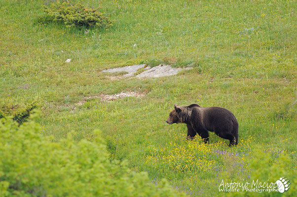 Un maschio di Orso marsicano, segue le tracce olfattive di una femmina che da poco era passata in questa radura.