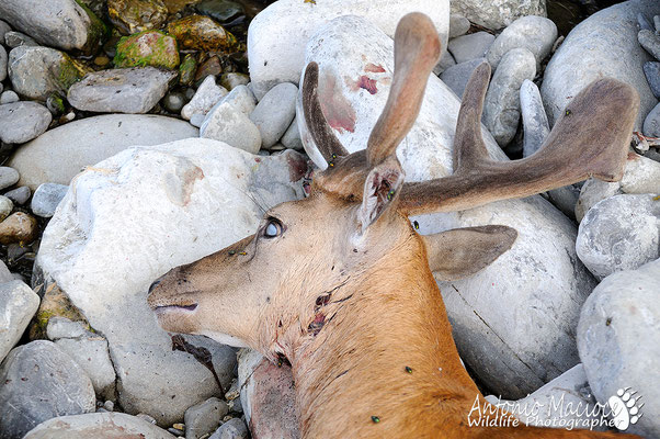 Daino predato da lupi, si puo notare il classico segno del morso retromandibolare.