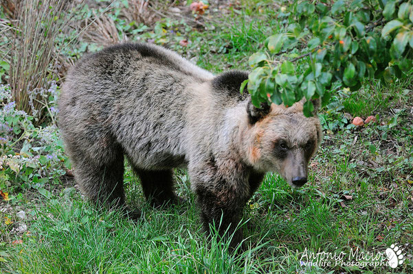 Orso Marsicano, in alimentazione all' interno di un meleto. 